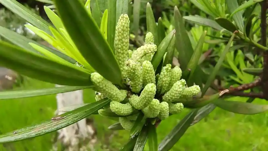 吉安随拍:罗汉松的"松花"_高清图集_新浪网