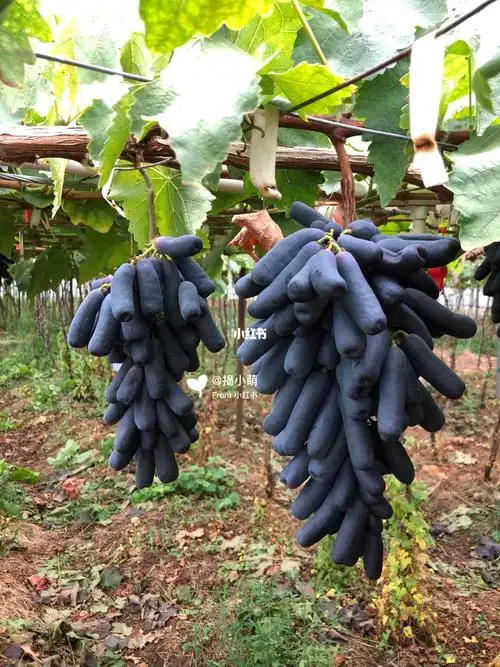 "月光之泪"蓝宝石葡萄_蓝宝石_宾川县自由行热门攻略_金手指黑提_美食