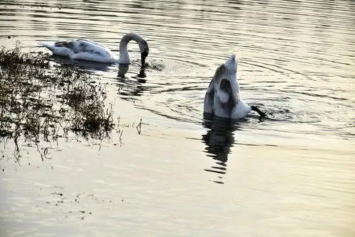 天鹅是怎样戏弄癞蛤蟆的