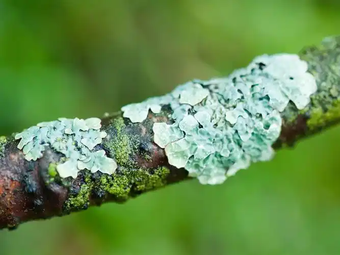 地衣-微距摄影壁纸