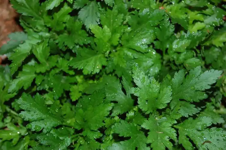 你看普通菊花叶子.