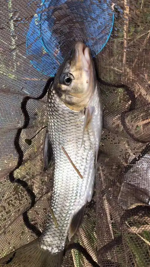 冬天钓红尾鱼技巧,冬天钓红尾鱼的钓法(不妨试试滑漂钓法)