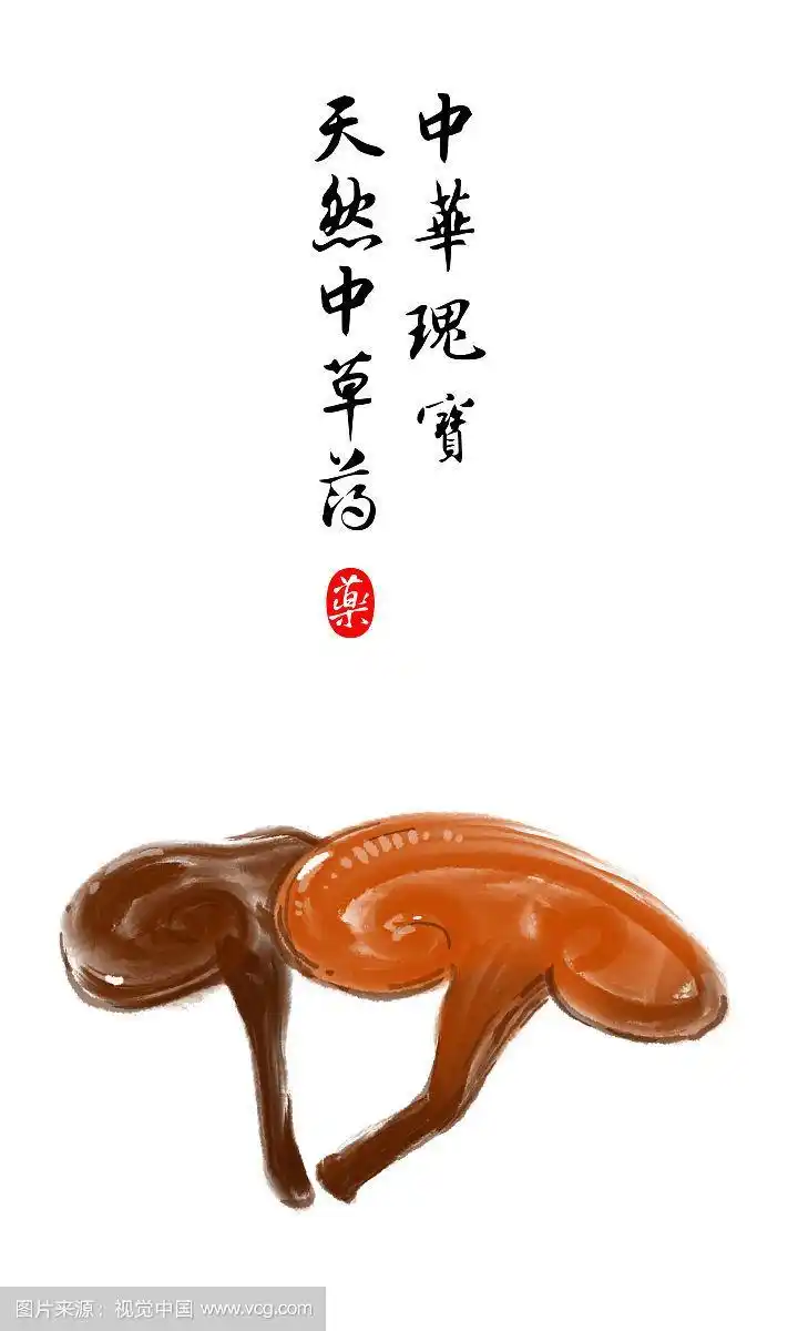 手绘名贵中草药灵芝