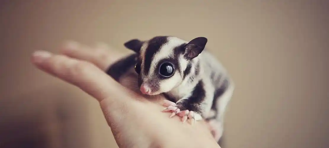 cute-sugar-glider-4