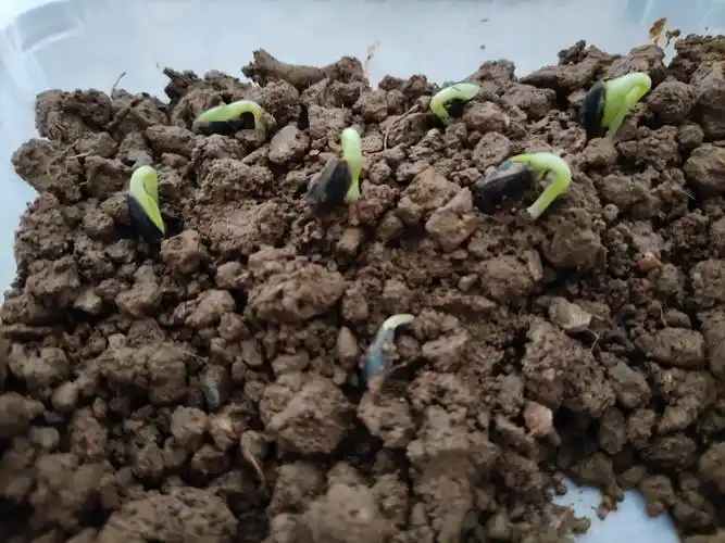 种花日记(向日葵)