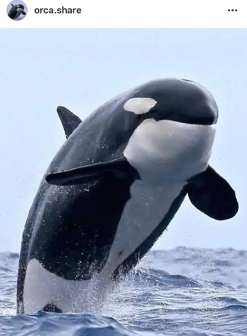 大家好,我是新来的虎鲸