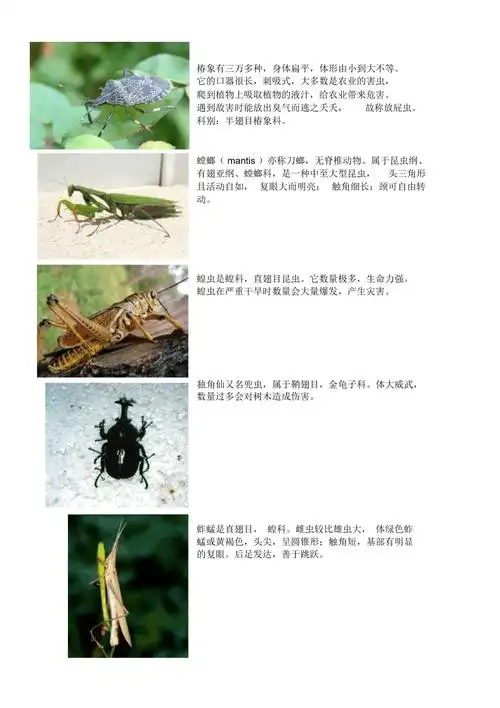 十种昆虫的图文介绍_第1页