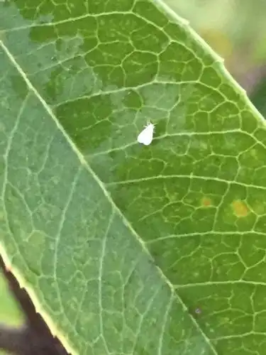 桂花上飞起一群小白蛾,啥虫子?怎么治?