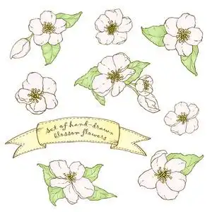 手绘苹果花图片