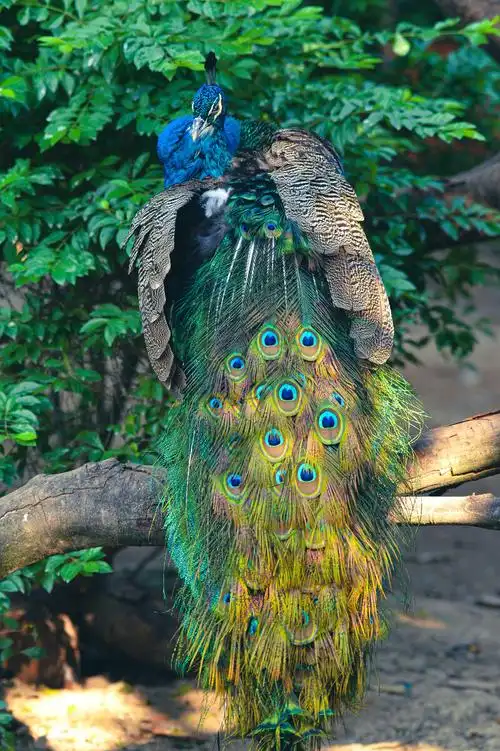 绚丽缤纷蓝孔雀