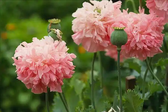 展开全部 这是罂粟,鸦片罂粟,重瓣品种,超过500会判刑,其他会拘留的