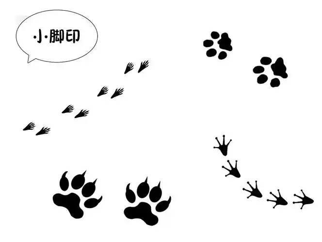 小二班10月特色活动《动物小脚印》指导教师:白青2017/10/27