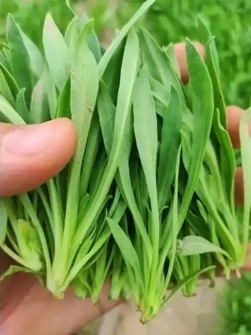 新鲜嫩面条菜麦瓶草整颗现挖净瓶香炉草兔子头柳叶菜 2斤新鲜面条菜净