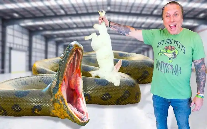 【爬行动物】巨蛇吃兔子!