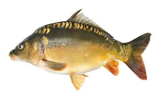 三道鳞:一种肉质肥厚的"舶来"鲤鱼|界面新闻 · jmedia