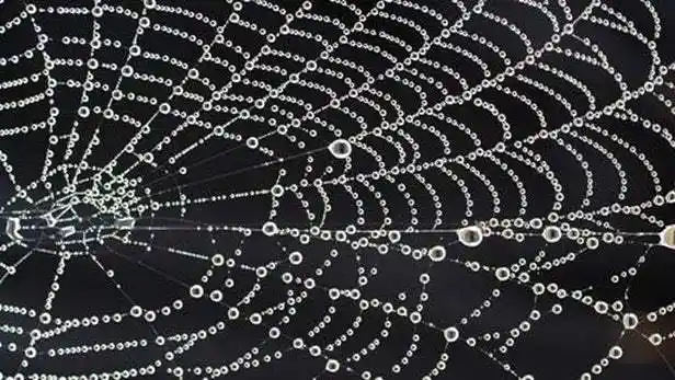 剑桥大学发现用水合成无毒高强度人工蛛丝新方法