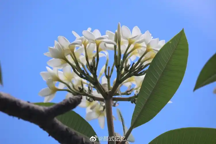 清新 孕育希望 复活一一白鸡蛋花(缅栀子).旅游随拍.