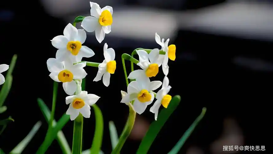 水仙是否需要晒太阳全方位解析揭晓答案