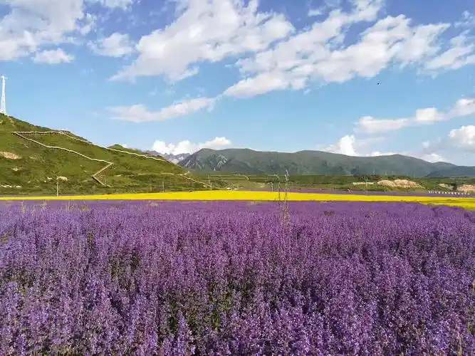 阿坝州松潘县3300亩花海薰衣草基地进入盛开期