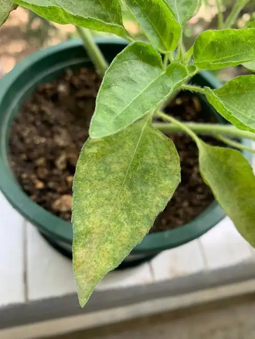 光辉岁月向日葵有黄斑是怎么了