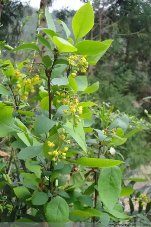 别名:刺黄连,树黄连,土黄檗,黄根刺,黄柏刺,铁树黄连.