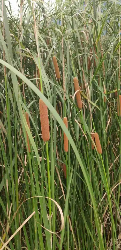 蒲菜的花絮的成熟期是几月份