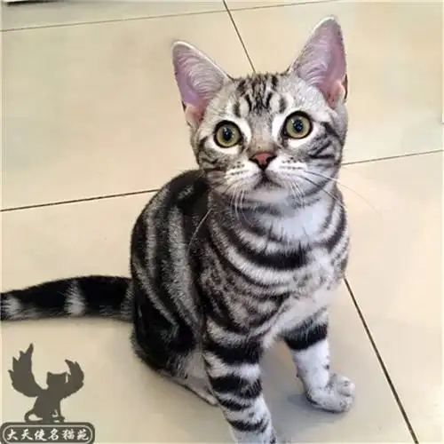 家养立耳折耳美短银虎斑纯种美国短毛猫银虎斑猫美短标斑加白起