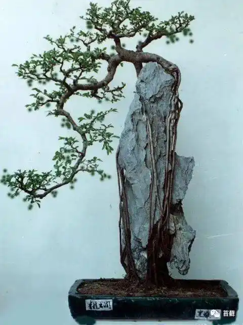 附石盆景绝非凡品