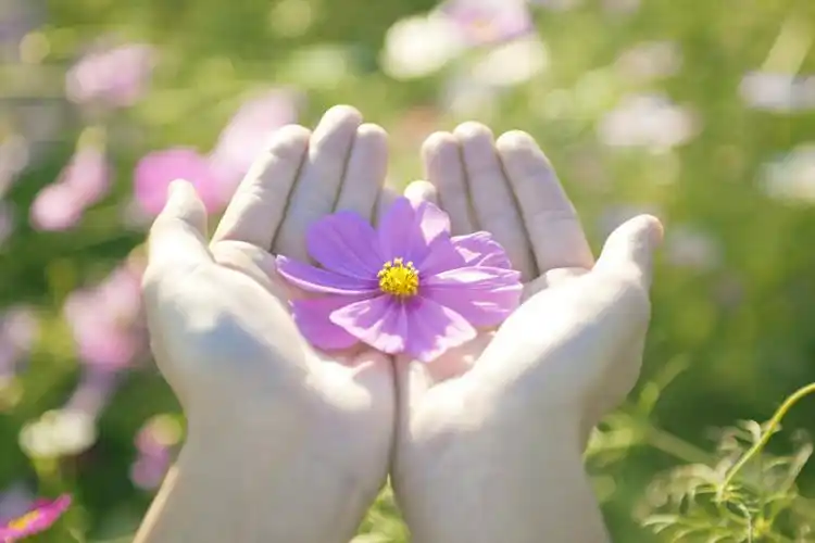 仅一个女性,仅一个人,阴影,朦胧,模糊,盛开,光线,影子,波斯菊,绿叶