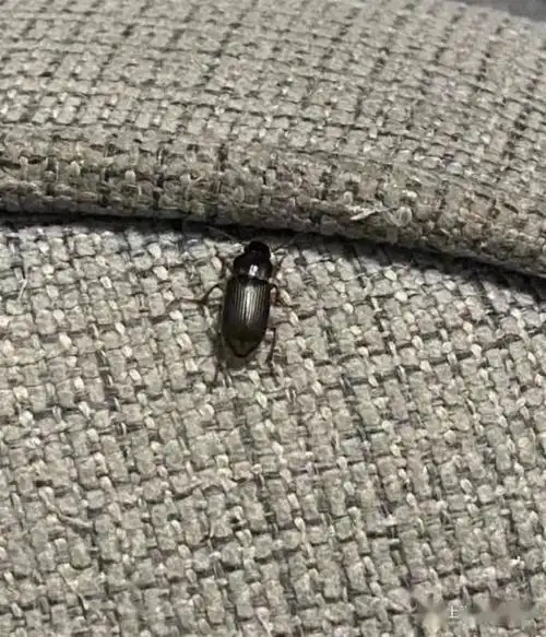 京津冀现不明"黑虫"?专家释疑:别怕