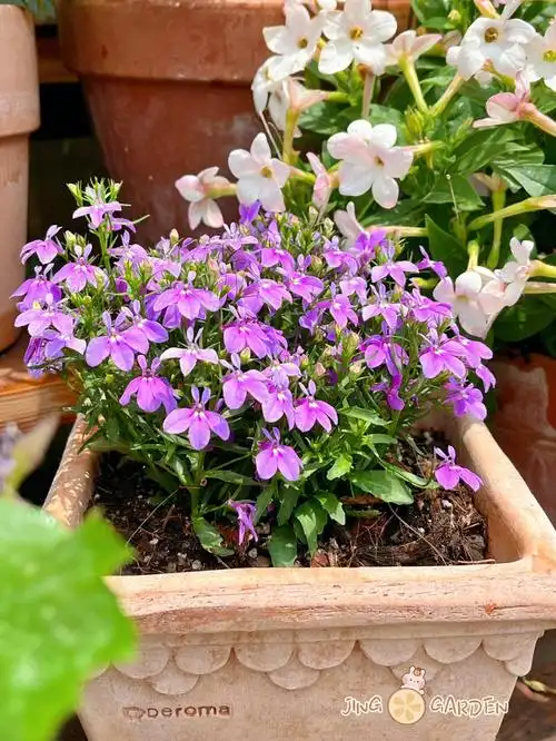 开花机器六倍利