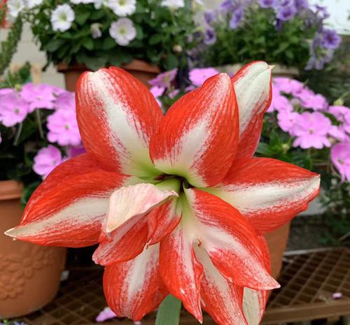 异域孔雀朱顶红开花球根花卉绿光森林园艺