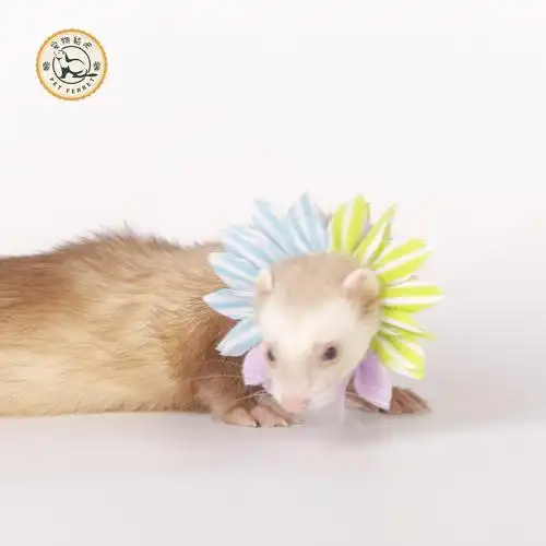 玛雪儿雪貂活体宠物貂活体服饰装饰配饰牵引绳衣服帽子花领