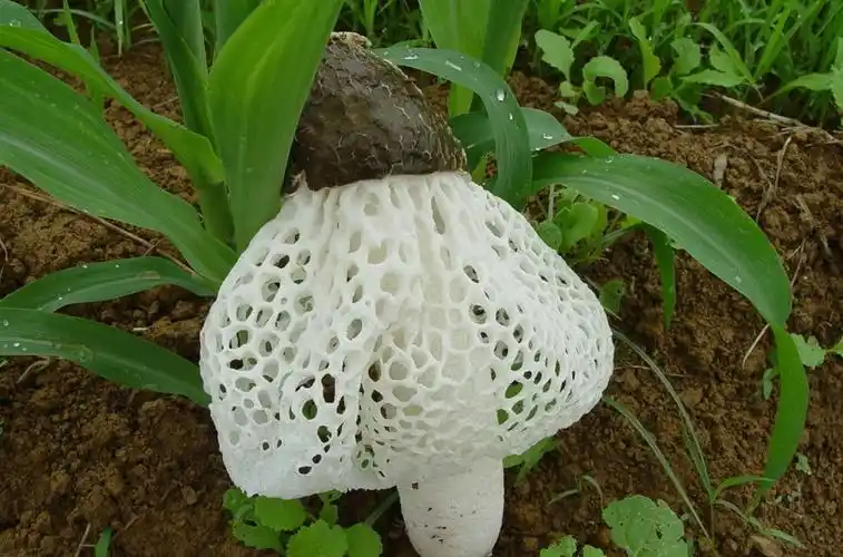 青川竹荪专题篇