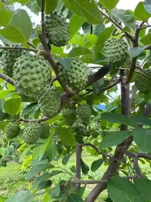释迦果树苗番鬼荔枝佛头果台湾凤梨释迦果适种南北方2022新款台湾释迦