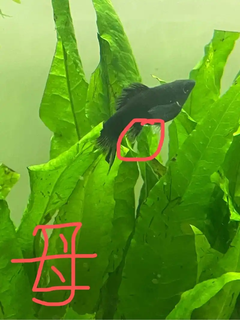 孔雀鱼玛丽鱼如何分公母 其实观察部位都是一样的.