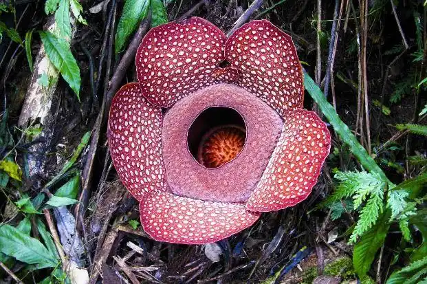 世界十大危险的植物第四会导致心脏麻痹