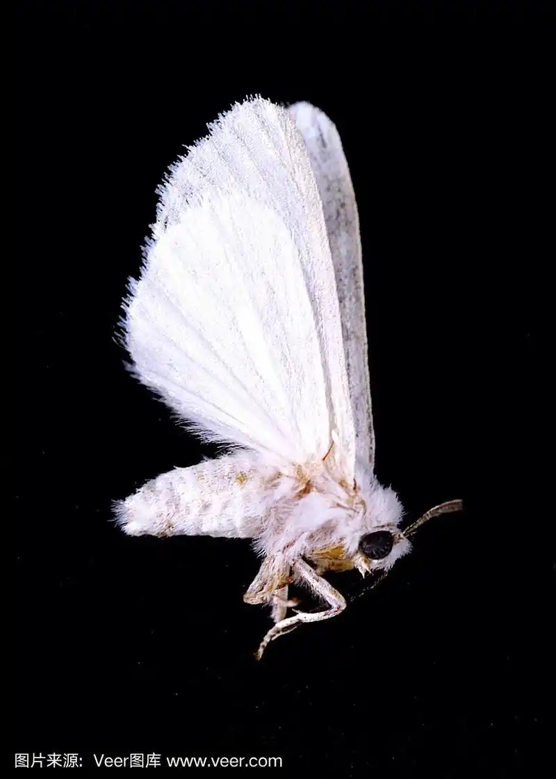 黑色背景上的飞蛾