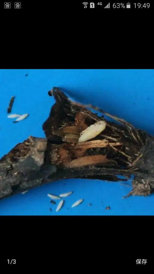 折断卵枝后,可见金蝉卵.