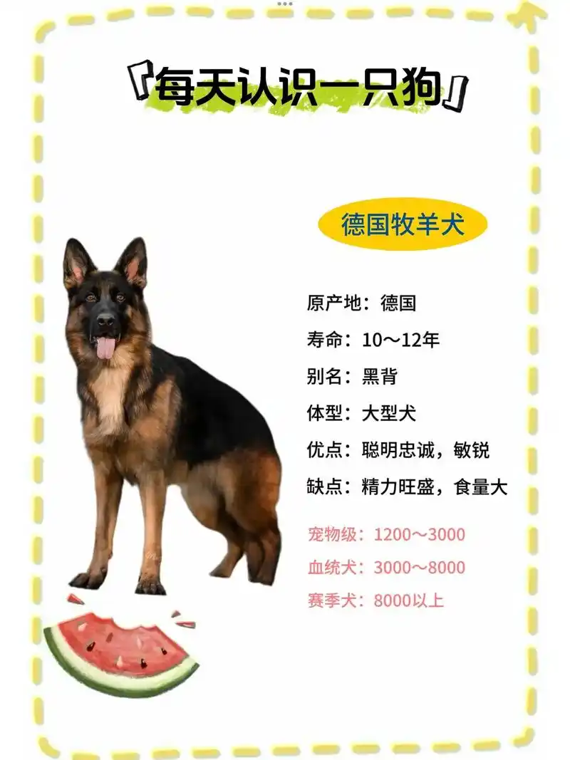 德国牧羊犬又名德国狼犬,德牧,是狗的一个品种,原产德国,具体的血统