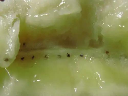 香蕉里的这些东西是种子吗?