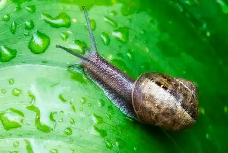 英语花园里的蜗牛图片