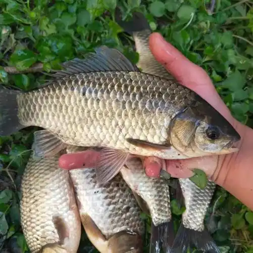 鲫鱼10斤顺丰新鲜活的现杀淡水孕妇产奶月子淡水鱼类