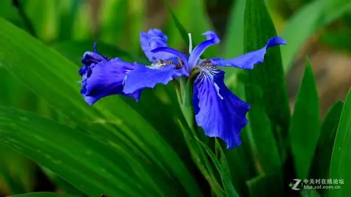 发一组小小白拍摄的兰色鸢尾花,供对此头有兴趣的朋友们参考