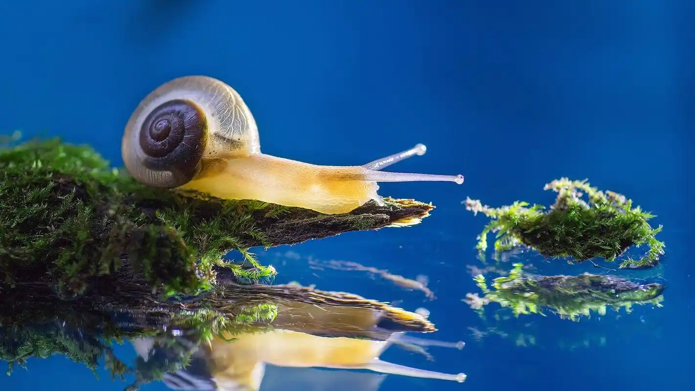爬行的蜗牛高清摄影图片桌面壁纸