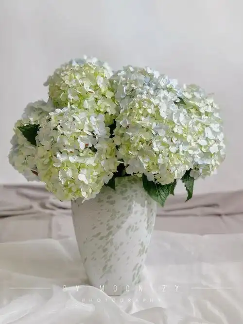 鲜花分享无尽夏绣球