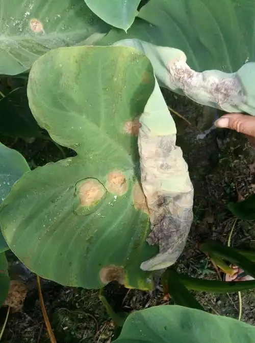 32℃ 试验药剂及剂量:卡咪迪彩20g 巴索20g/桶水 防治作物:香芋  疫病