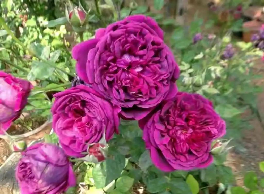 威廉莎士比亚2000(william shakespeare 2000)