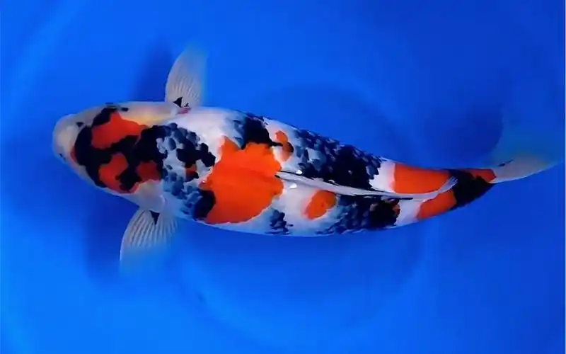 大日昭和三色锦鲤,身长五十九公分观赏鱼.