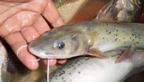 这鱼长的像鲶鱼自带香气一斤卖到几百块目前还不能人工养殖